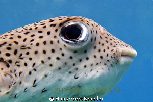 Porcupinefish
More make up and lipstick for Diva ,
www.... by Hans-Gert Broeder 
